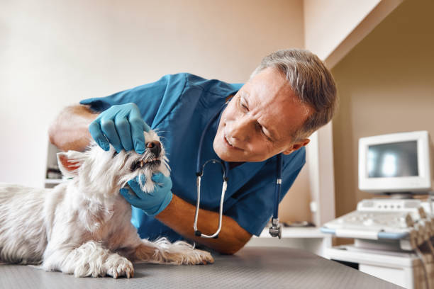 Best Emergency Gum Treatment in Corsicana, TX